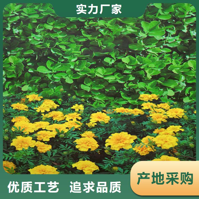 专业销售防寒布-靠谱真实拍摄品质可靠