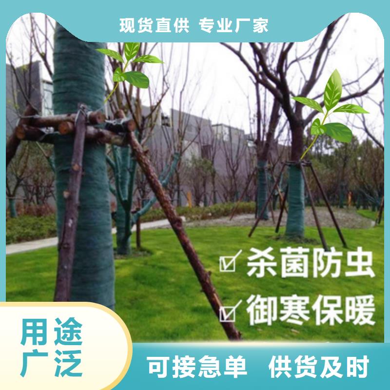 缠树带优选厂商