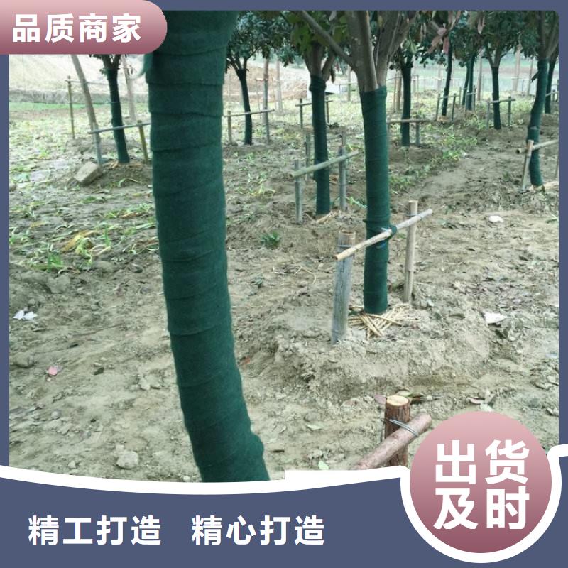 供应批发缠树带-靠谱
