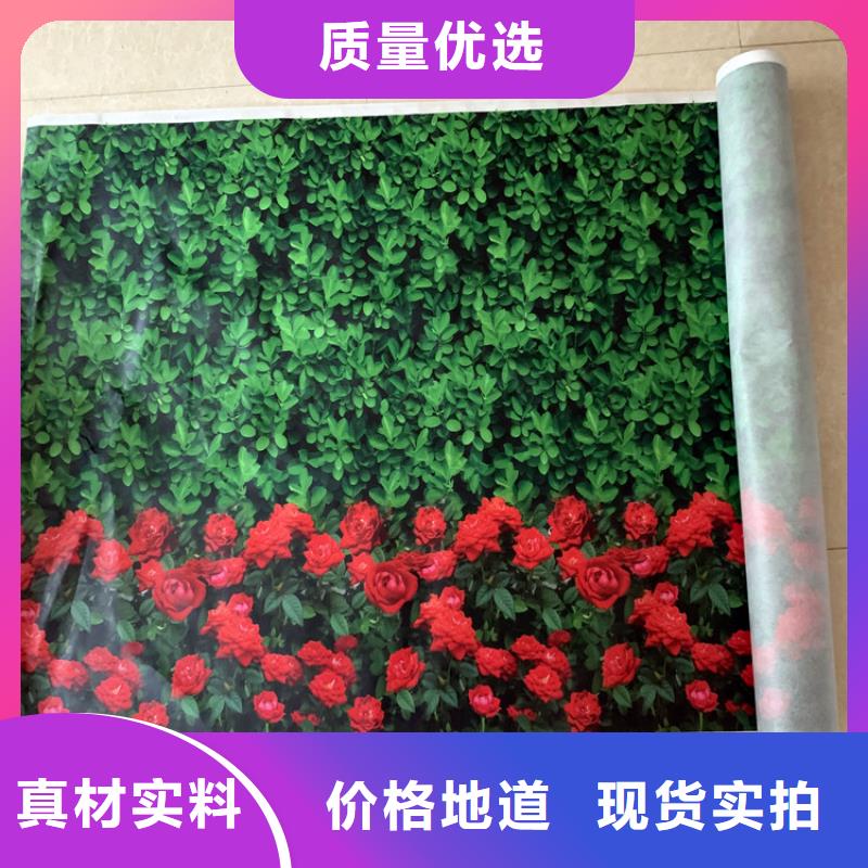 买缠树带必看-质量优