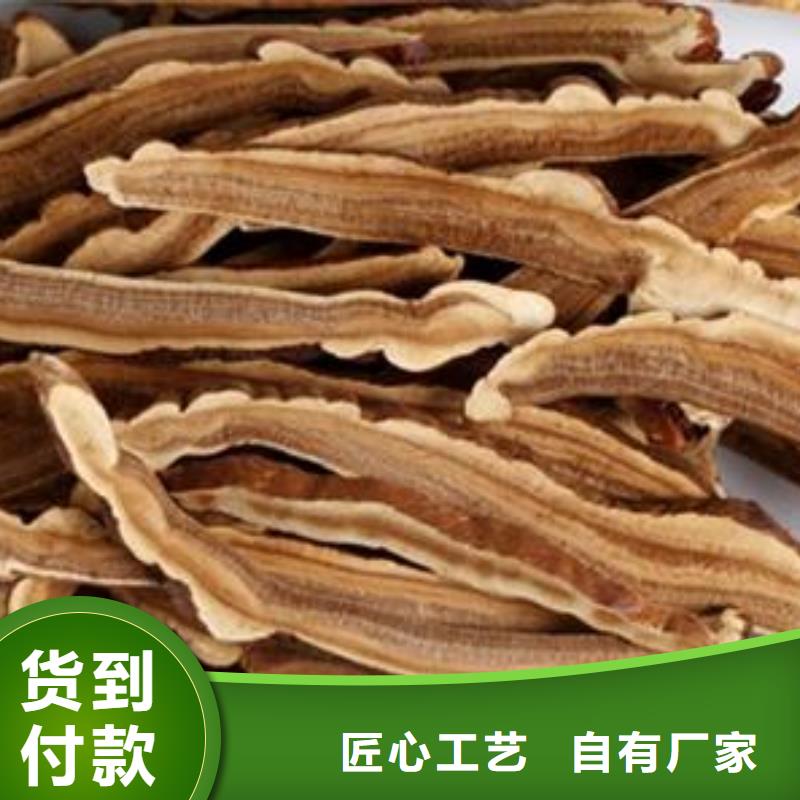 灵芝孢子粉今日价格