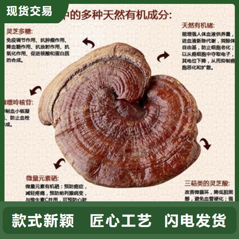 灵芝孢子粉价格、灵芝孢子粉厂家
