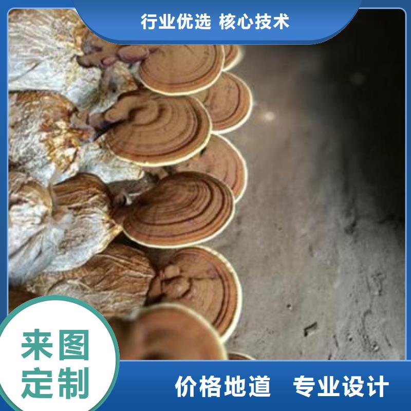 灵芝孢子粉免费咨询