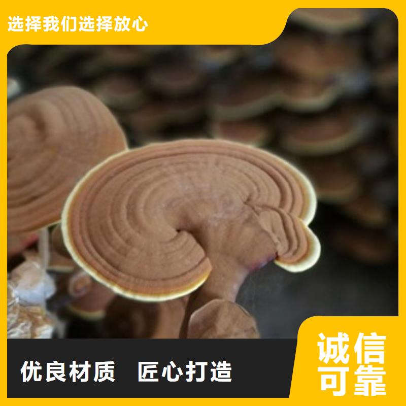 灵芝孢子粉中心
