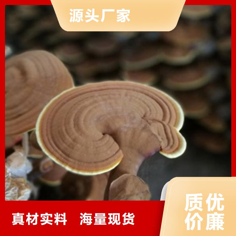 买灵芝孢子粉必看-高性价比