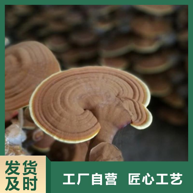 灵芝孢子粉定制加工