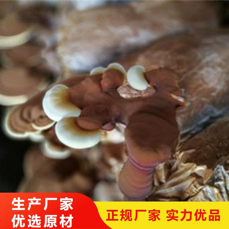 灵芝孢子粉厂家，价廉