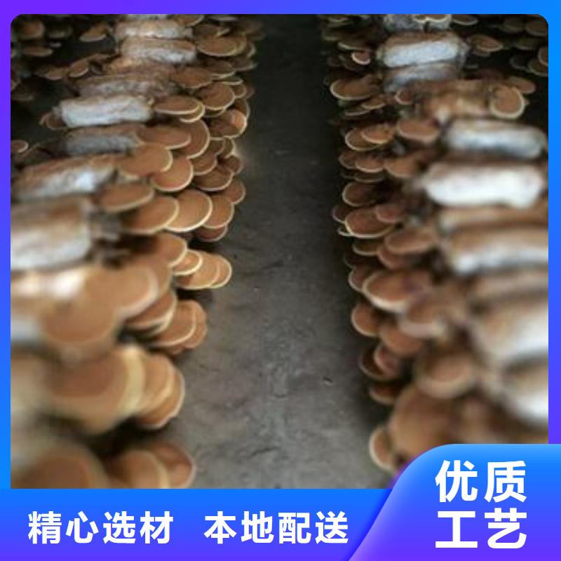 规格齐全的灵芝孢子粉基地