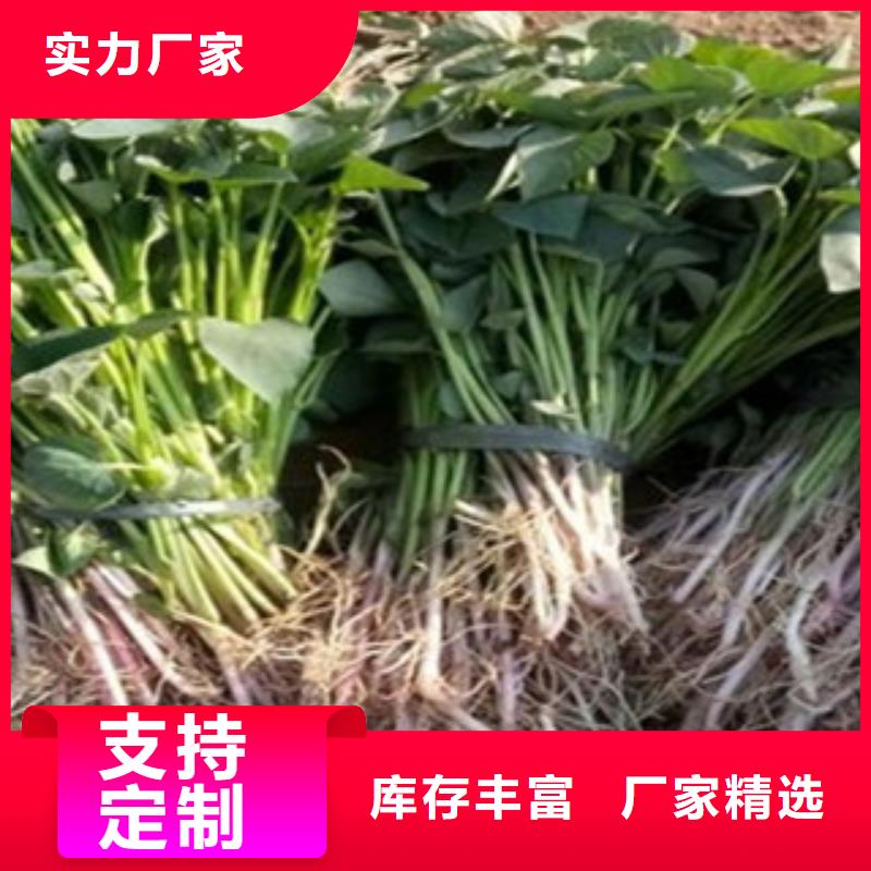 沧州当地紫薯种苗图片