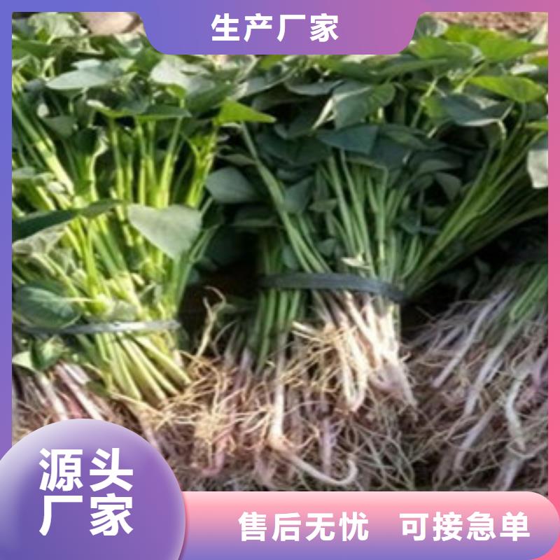 【淮南】生产紫薯种市场报价