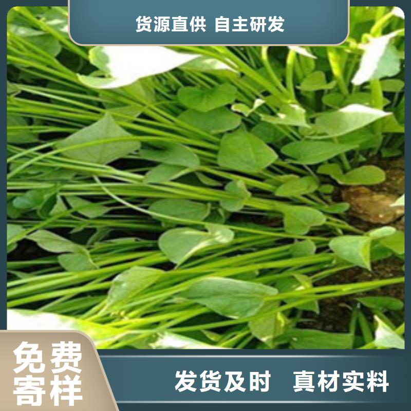 《广州》订购紫薯苗（绫紫）种植基地