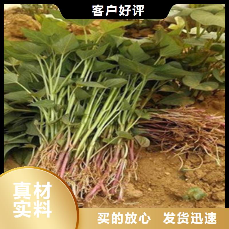 枣庄经营紫薯苗供应