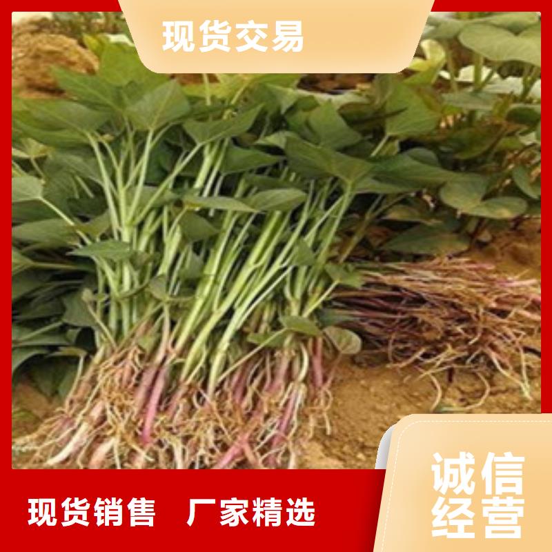 沧州现货脱毒紫薯苗种植厂家