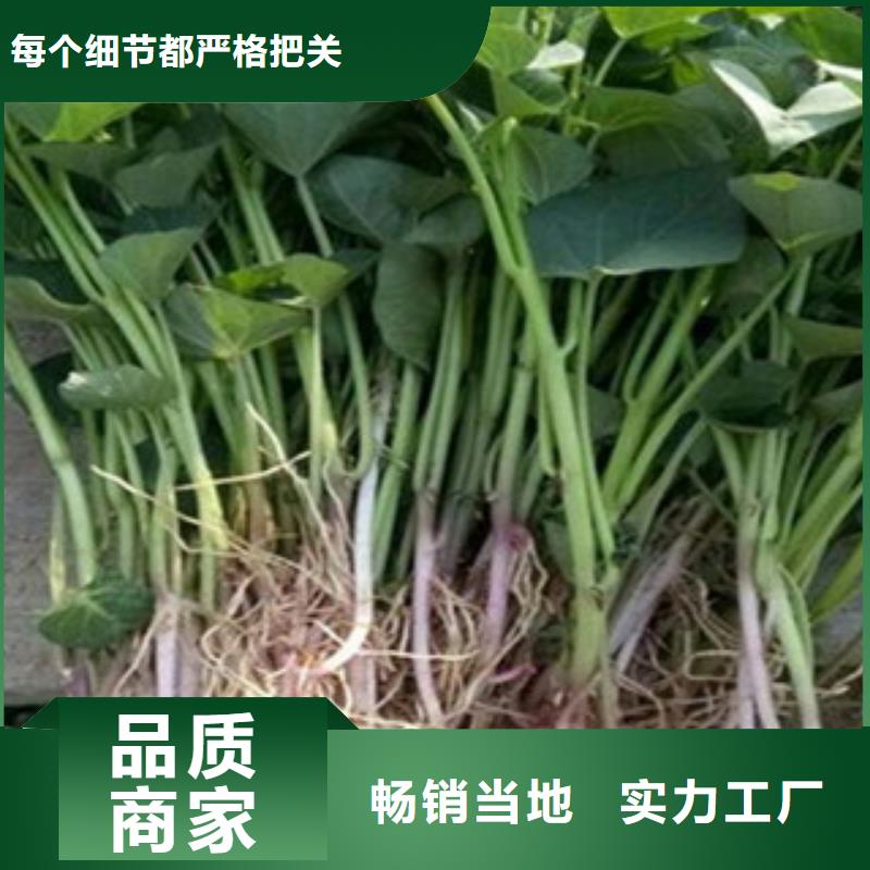 云南购买紫薯种苗厂家价格