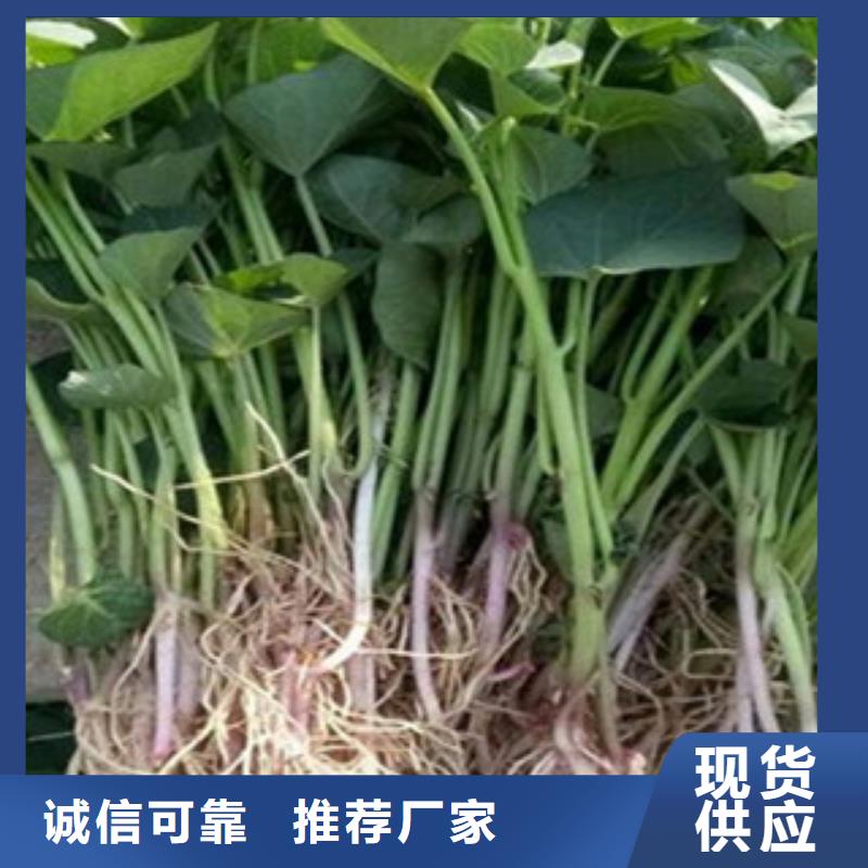 《安徽》咨询鲜食型紫薯苗销售
