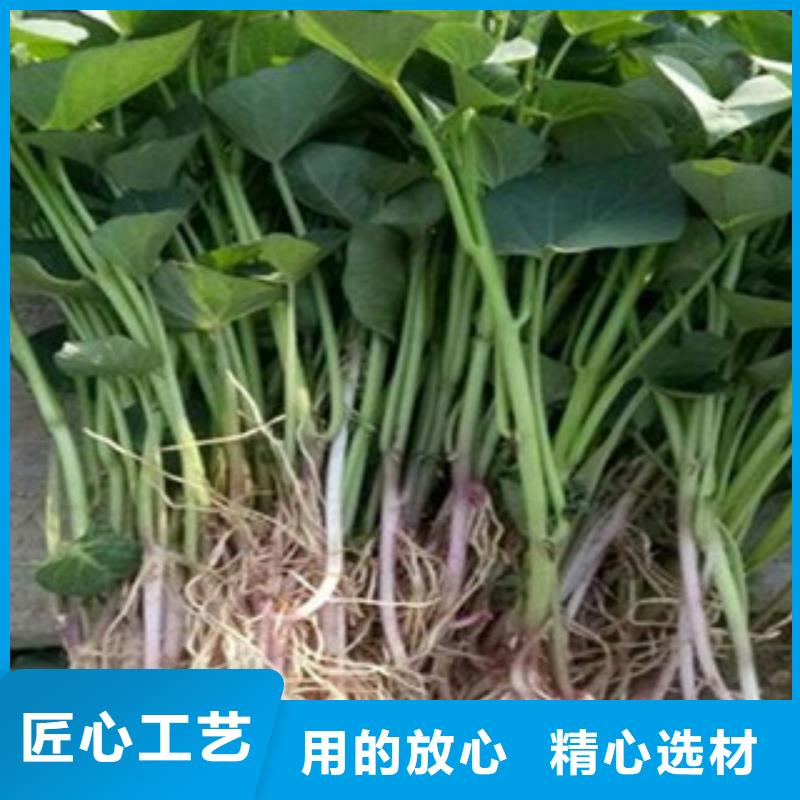 【莆田】找紫地瓜苗市场报价