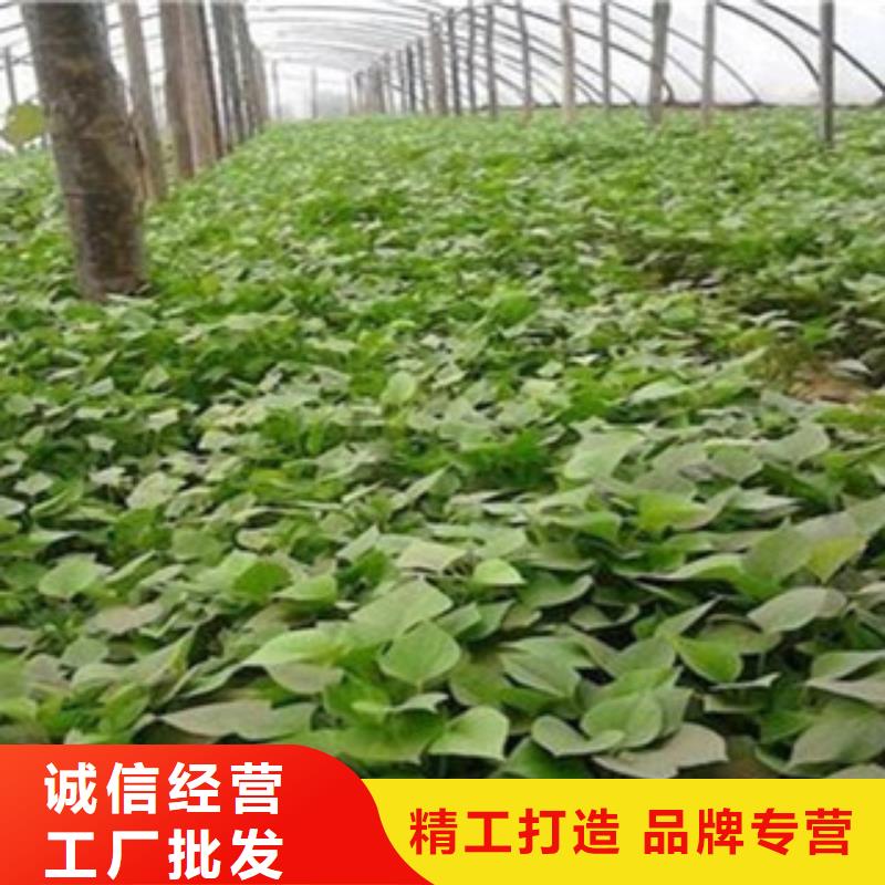 漳州咨询紫薯种子种植厂家