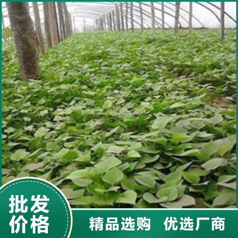 台州直销紫薯种子图片