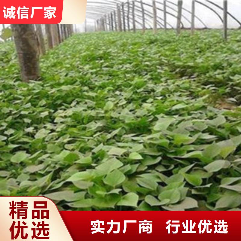 衢州订购红薯苗（西瓜红）厂家价格是多少