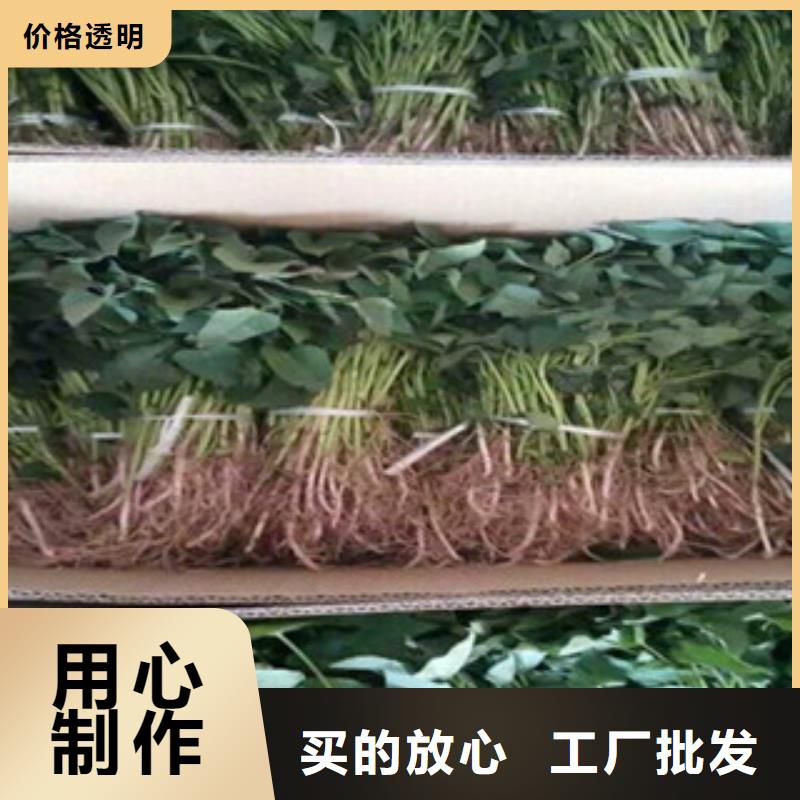 莆田批发鲜食型紫薯苗图片