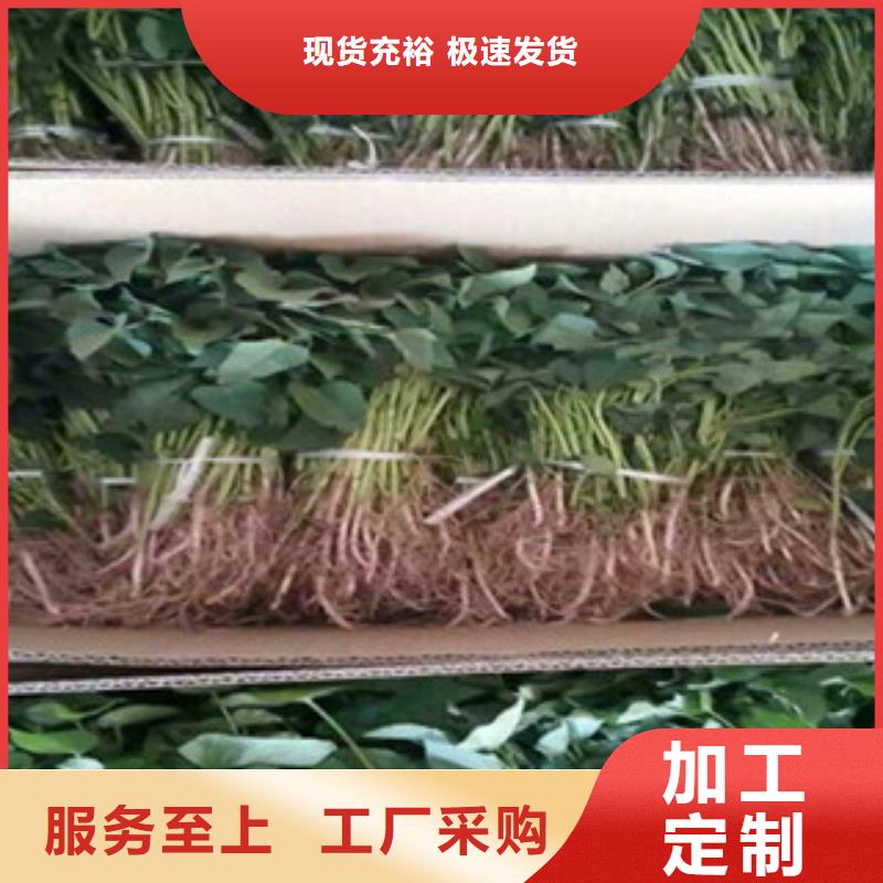 【四川】该地紫薯苗子2021新苗上市