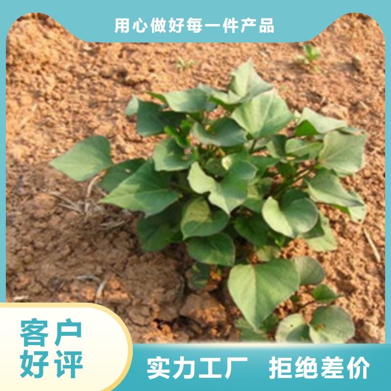 【四川】该地紫薯苗子2021新苗上市