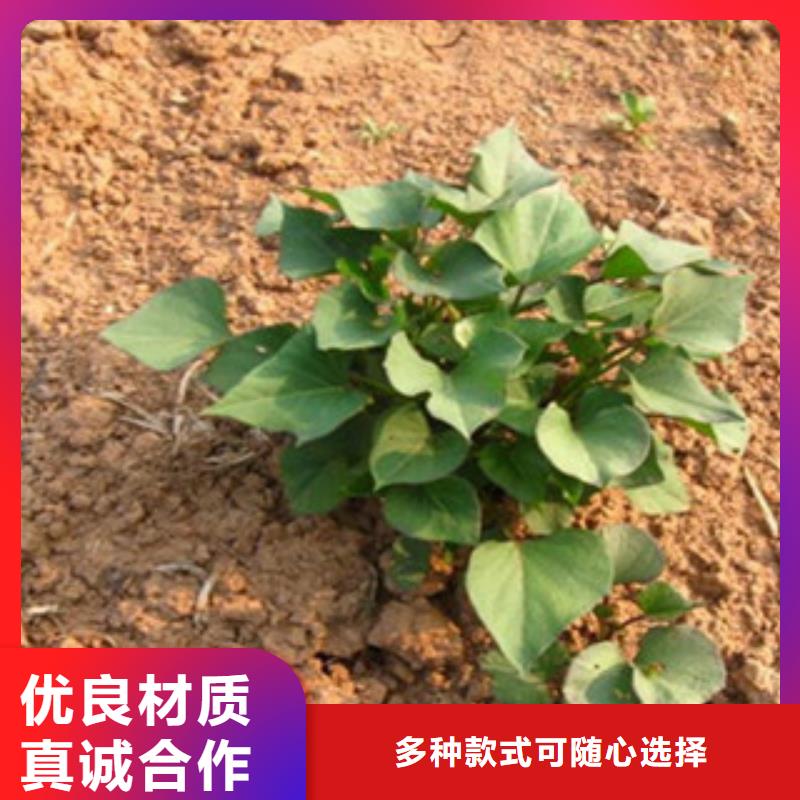 克拉玛依采购紫薯苗（济黑2号）种植基地