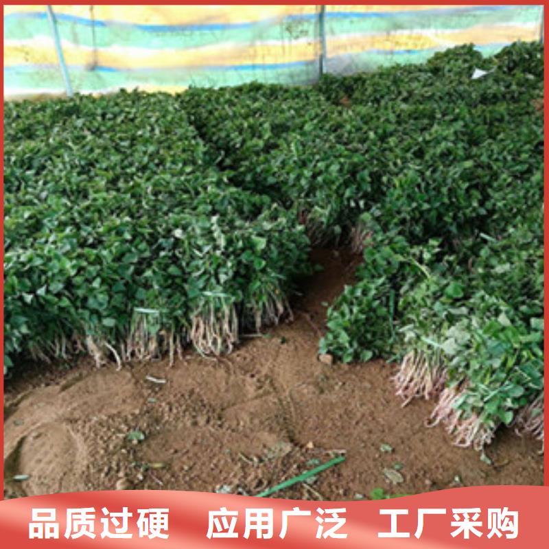 亳州直销紫地瓜苗种植基地