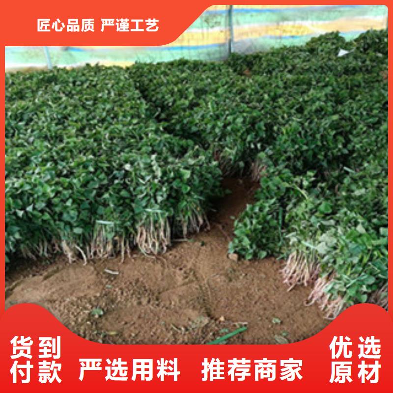 【莱芜】本地紫红薯苗2021新苗上市