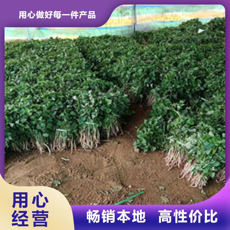 荆门采购紫薯苗（济黑2号）种植基地