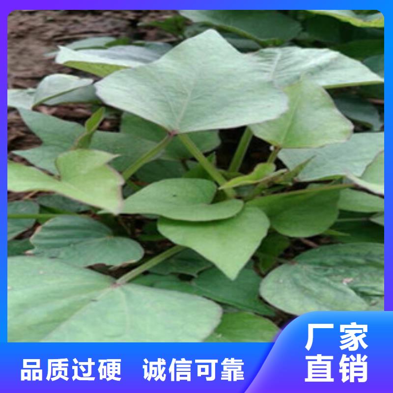 汉中咨询鲜食型紫薯苗种植厂家