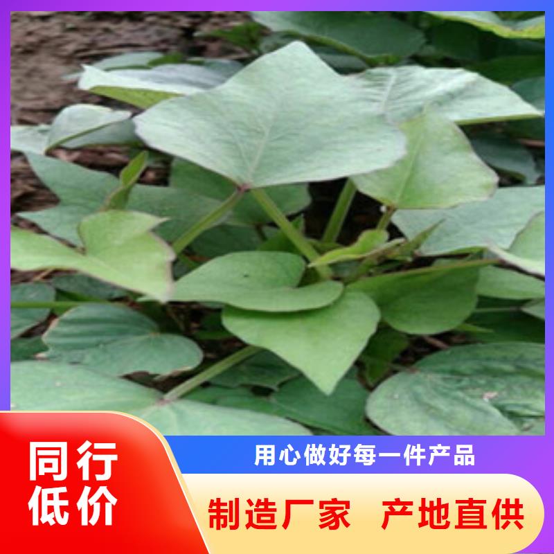 荆门本土鲜食型紫薯苗销售