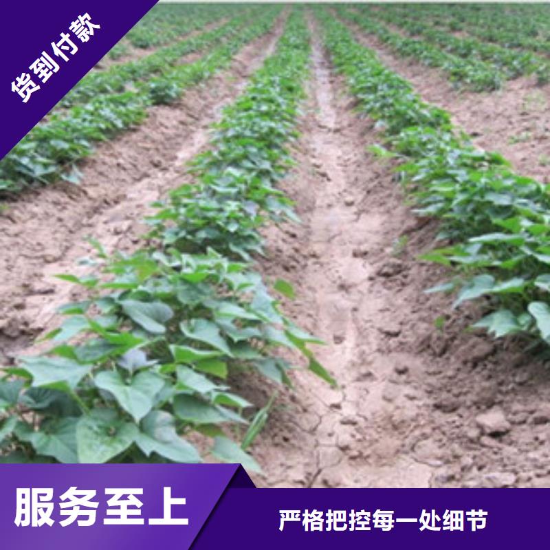 忻州本地紫红薯苗种植基地