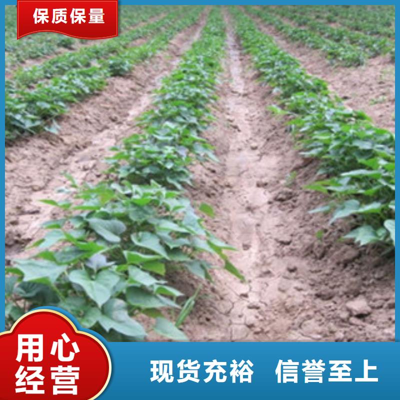 【四川】直销紫薯种苗多少钱