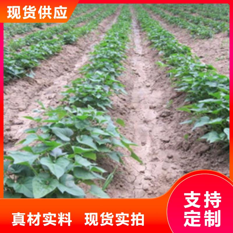 【海西】询价紫薯苗子种植厂家