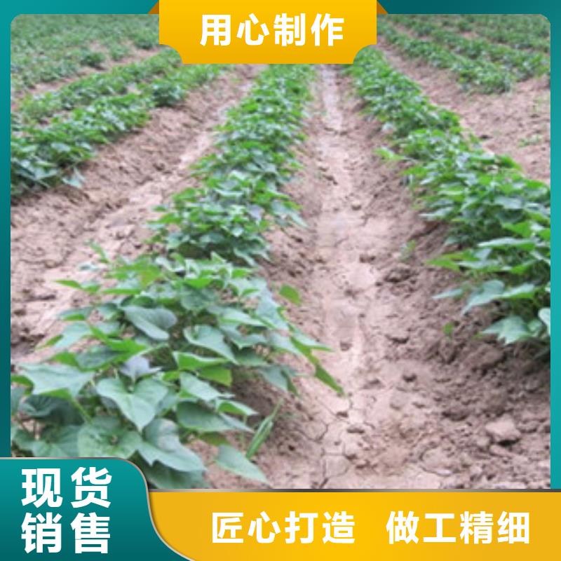 《咸宁》采购紫薯种苗2021新苗上市