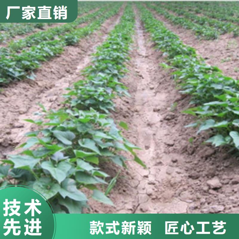 南京周边紫红薯苗市场报价