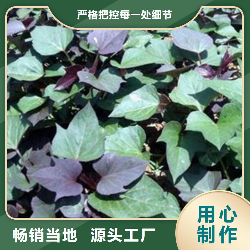 萍乡诚信紫薯苗（绫紫）种植基地