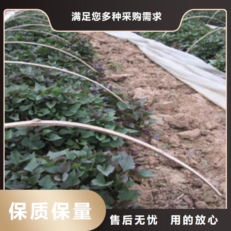 四川本地紫薯种子种植厂家
