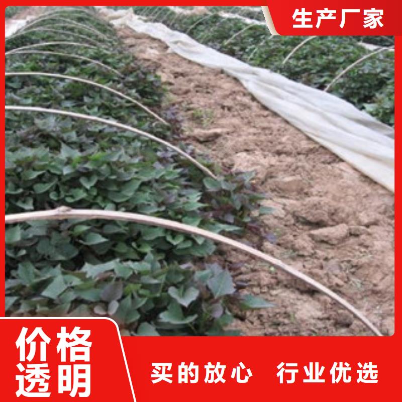 南京本土脱毒紫薯苗市场报价