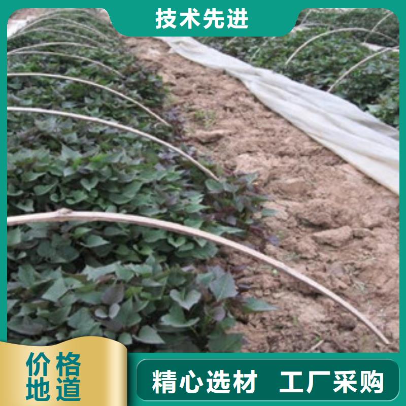 【荆州】批发紫薯苗子2021新苗上市