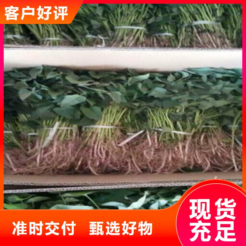 黔东南销售紫薯苗图片