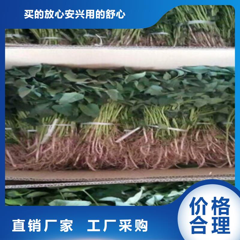 南京本土脱毒紫薯苗市场报价