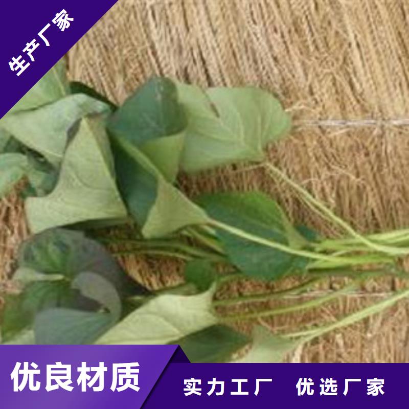 【秦皇岛】附近鲜食型紫薯苗销售