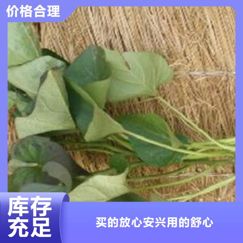 【青岛】当地紫地瓜苗供应
