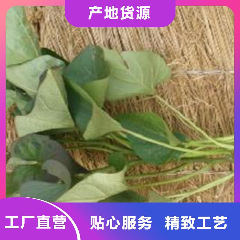 【临夏】现货紫薯苗（济黑2号）供应