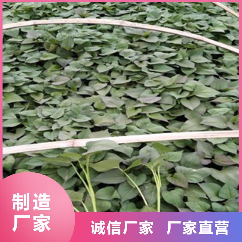 【九江】生产紫薯苗（绫紫）销售