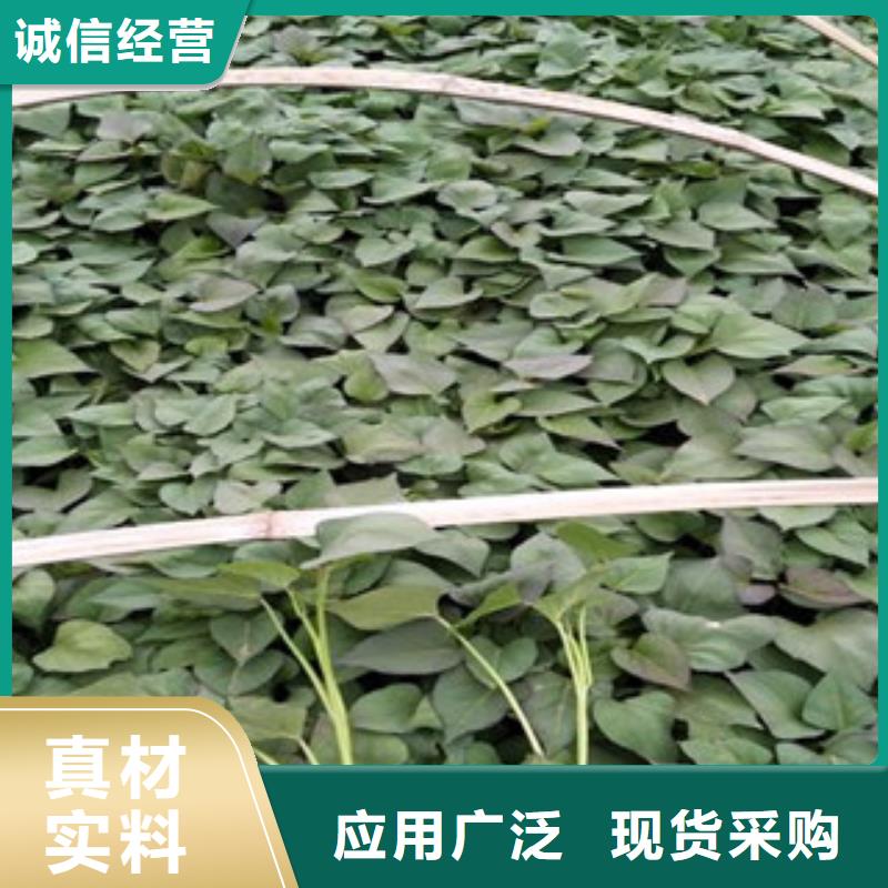【海南】销售鲜食型紫薯苗多少钱一棵