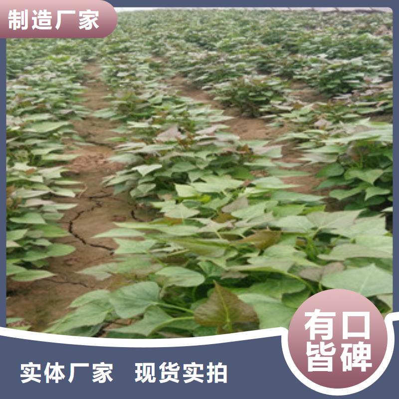 四川生产紫薯苗2021新苗上市