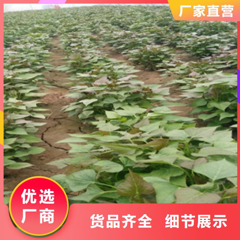 【黄南】选购脱毒紫薯苗种植基地